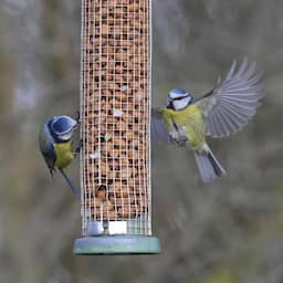 'Invasie' van honderdduizenden pimpelmezen, ook tuinen zitten soms vol