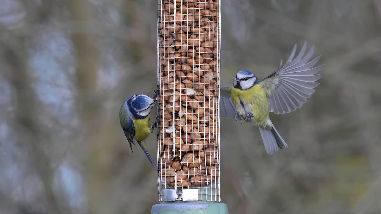'Invasie' van honderdduizenden pimpelmezen, ook tuinen zitten soms vol