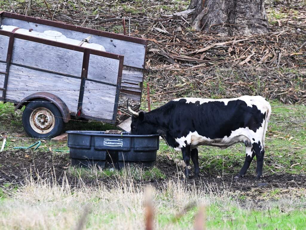 Aantal vogelgriepuitbraken onder zoogdieren vorig jaar verdubbeld
