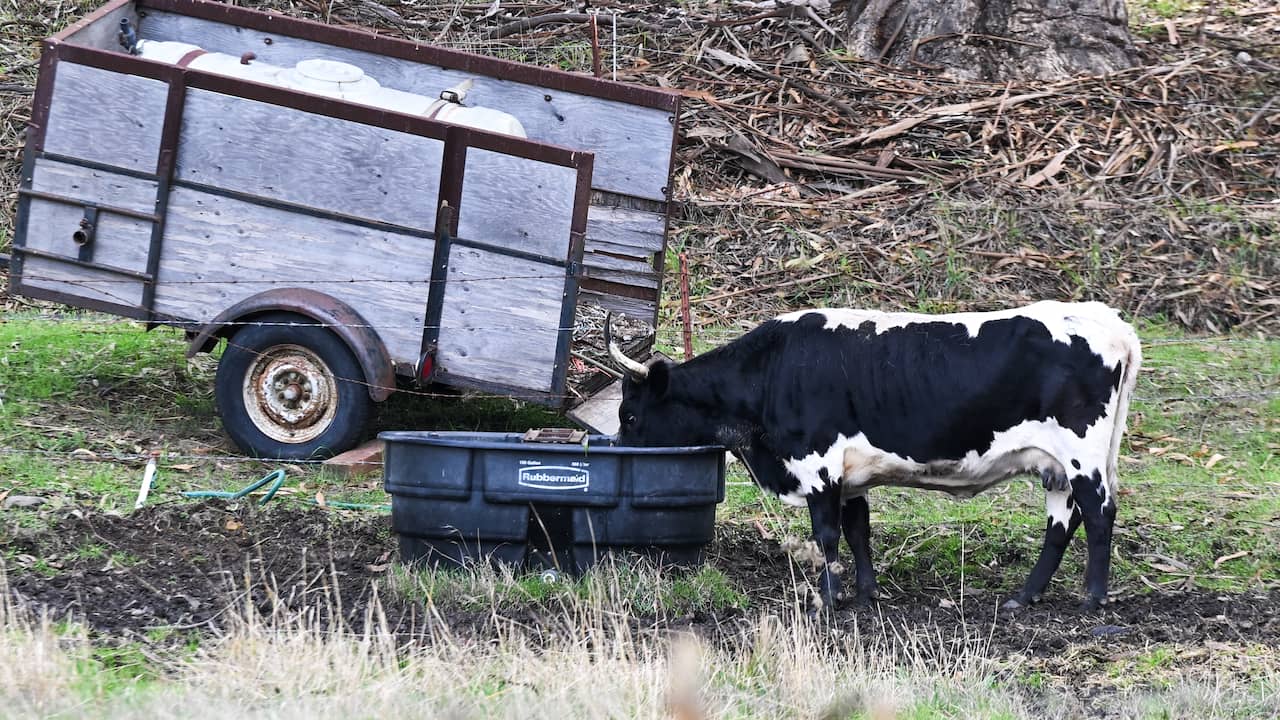 Aantal vogelgriepuitbraken onder zoogdieren vorig jaar verdubbeld