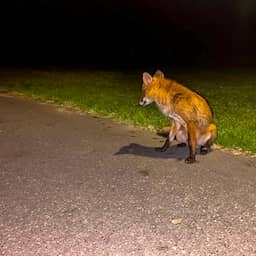 Video | Tamme vos loopt af op mensen in Woldpark in Lelystad