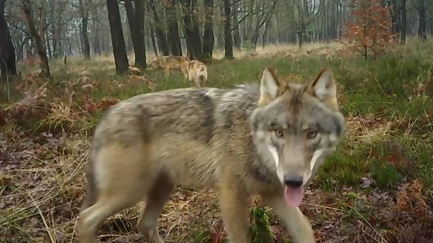 Wildcamera filmt grote wolvenfamilie op Noord-Veluwe