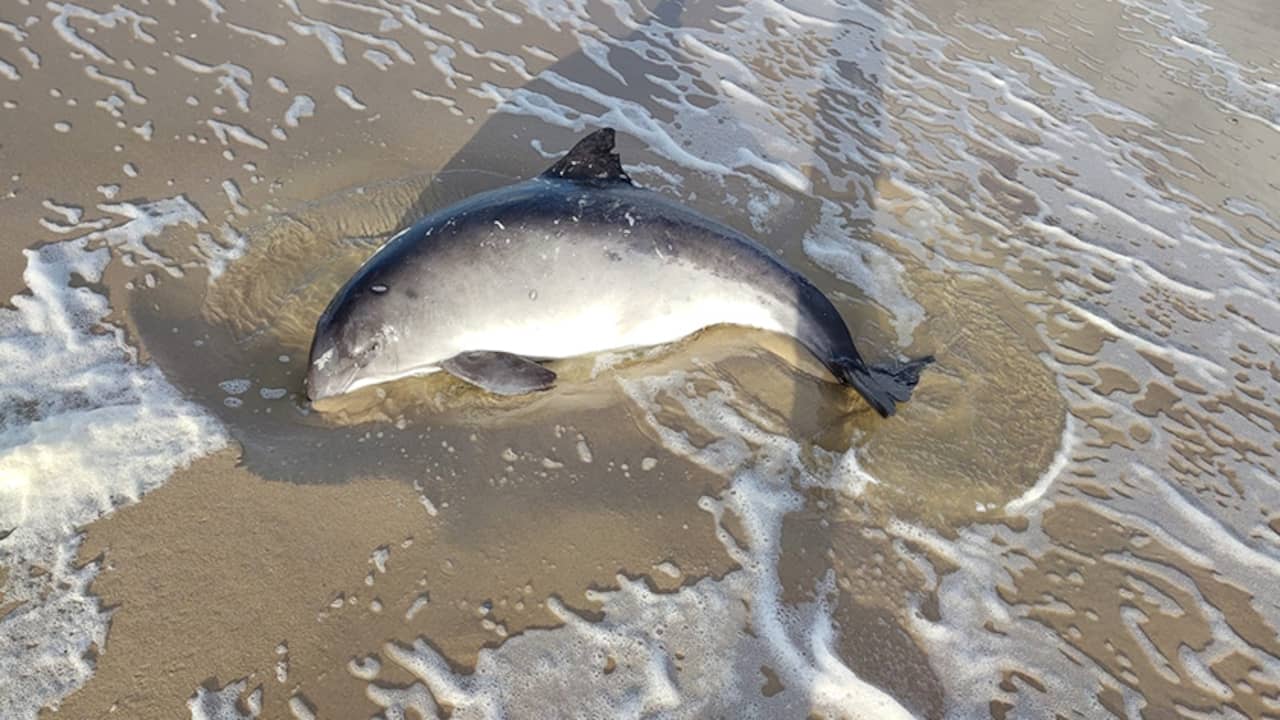 Bruinvis die maandag werd aangetroffen op strand Texel overleden