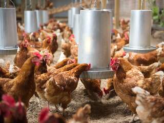 Boeren aan het woord: 'Stel me constructief op, maar wil kippen blijven houden'