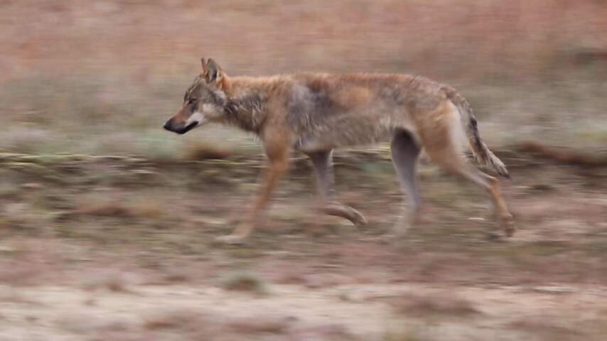 Hoge Veluwe deelt beelden van rondstruinende wolf