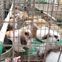 1.800 konijnen en ruim honderd honden in Zuid-Holland in te kleine hokken