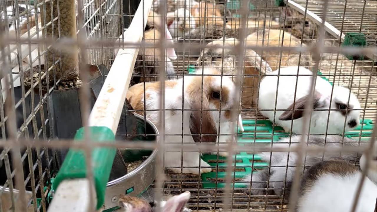 1.800 konijnen en ruim honderd honden in Zuid-Holland in te kleine hokken