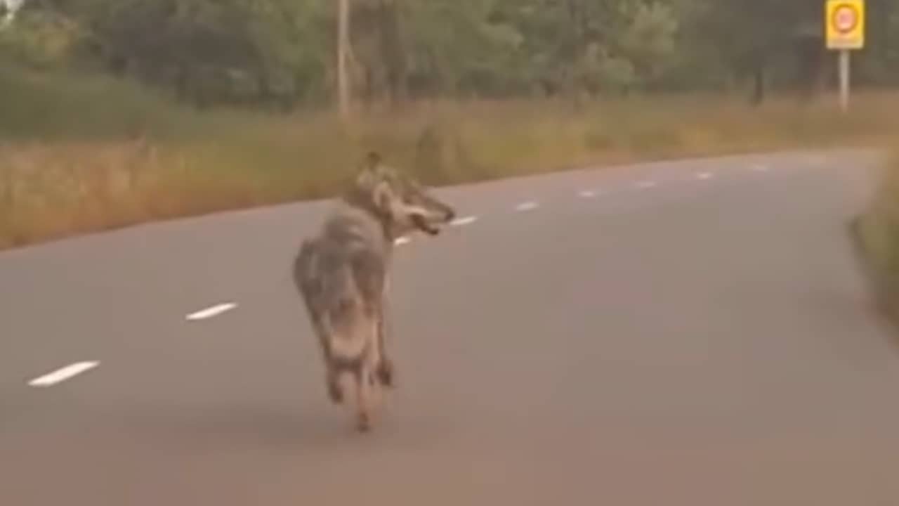 Video | Wolf rent over weg in Wijk bij Duurstede