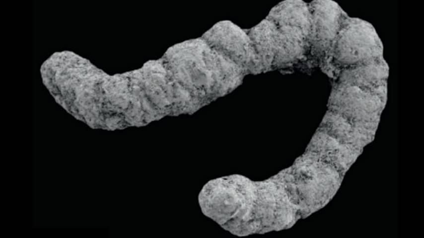 'Poepexplosie' van 540 miljoen jaar geleden droeg bij aan ontwikkeling van leven