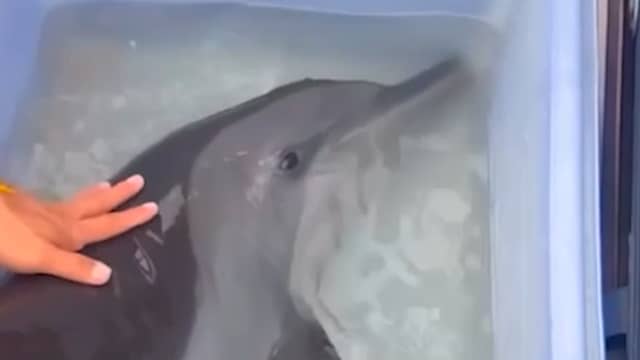 Duikers redden dolfijn en haar kalf uit ondiep Thais water