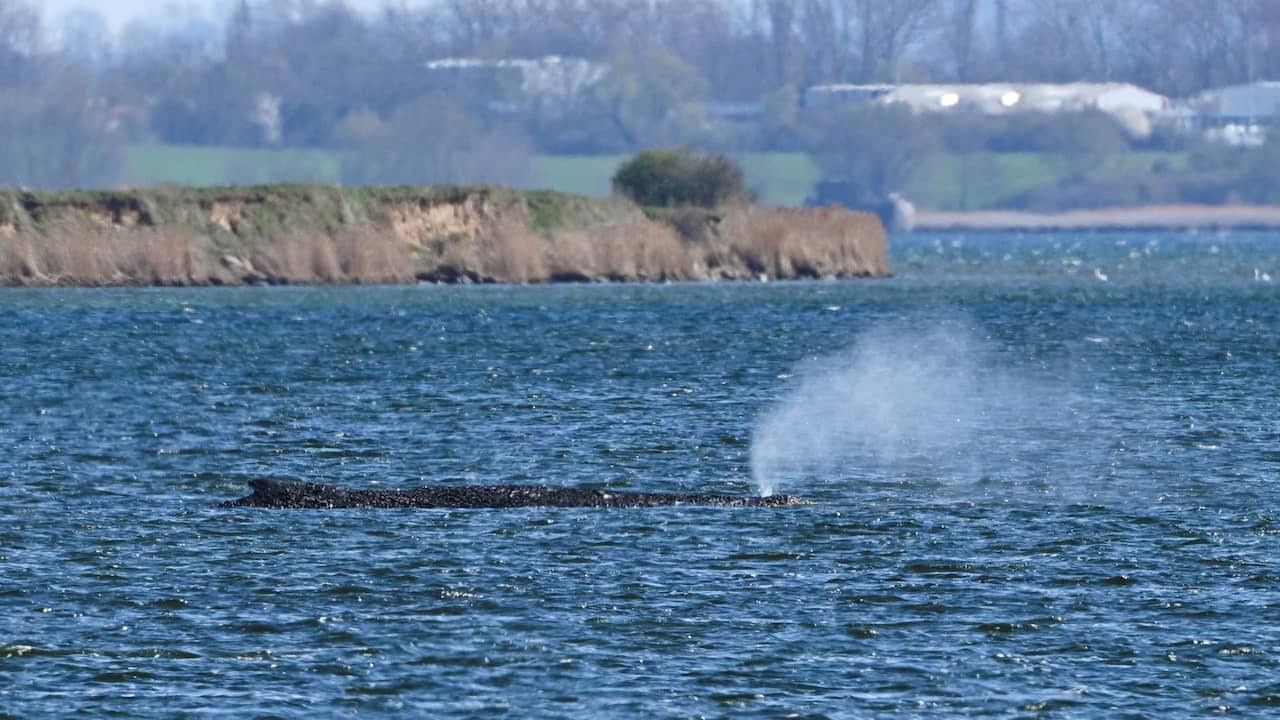 Redding van gestrande bultrug in Duitsland gestopt, demonstranten zijn boos