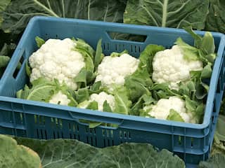 'Absurde winter' leidt tot zeer dure (of geen) bloemkool