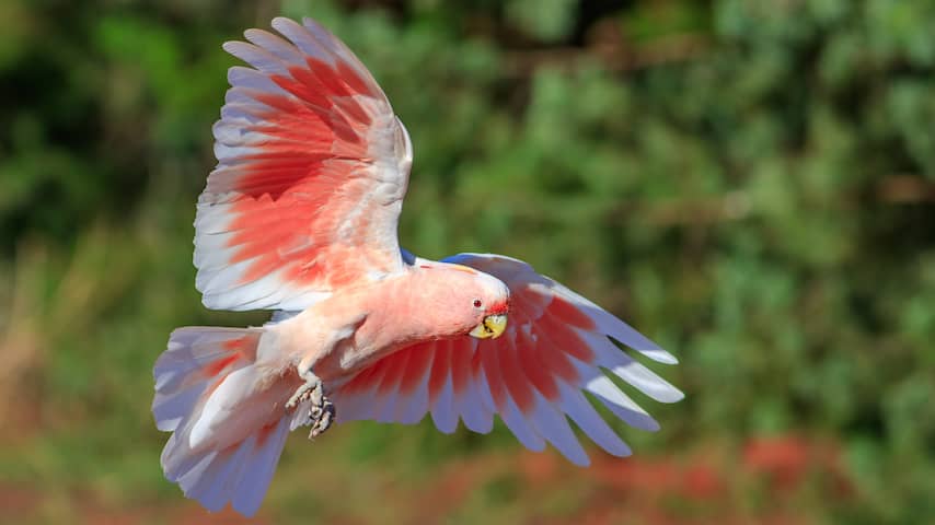 Roze kaketoe