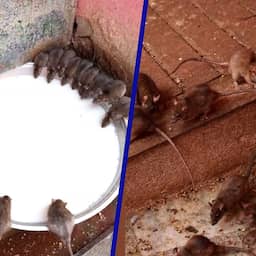 Video | In deze Indiase tempel lopen 25.000 ratten rond