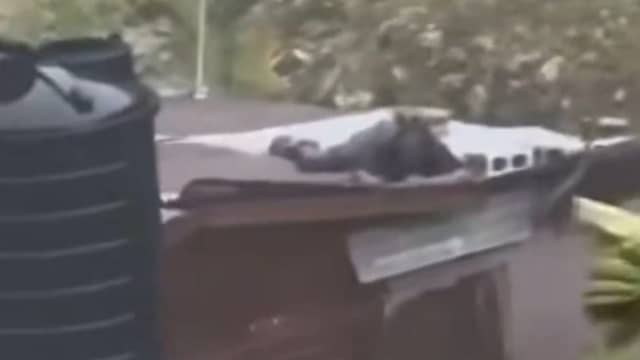 Jamaicaan probeert dak dicht te hameren tijdens orkaan Melissa