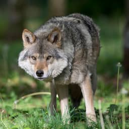 In Utrecht doodgeschoten wolf blijkt inderdaad probleemwolf 'Bram' te zijn