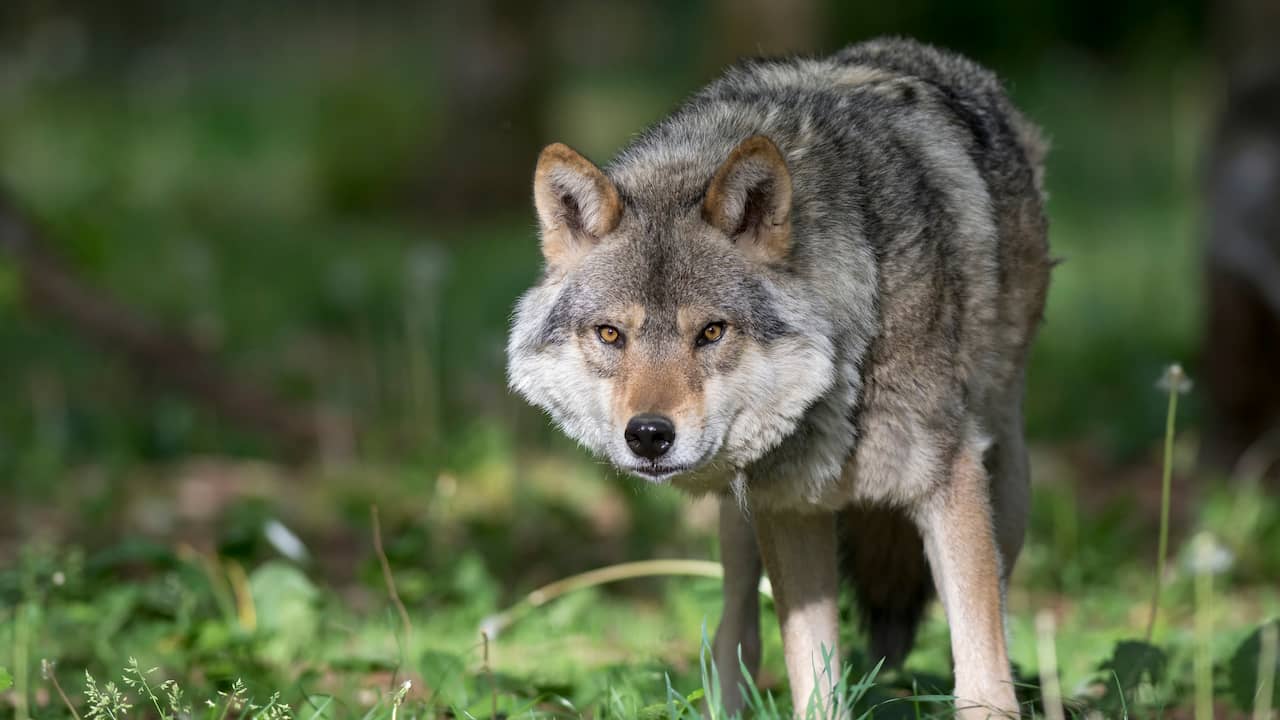 In Utrecht doodgeschoten wolf blijkt inderdaad probleemwolf 'Bram' te zijn