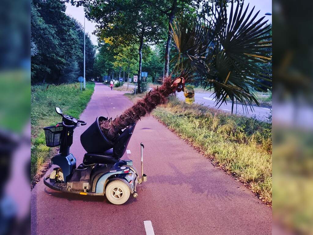 Man betrapt bij stelen van palmboom met scootmobiel in Best