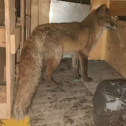 Vos reist als 'sluwe verstekeling' 5.500 kilometer van Southampton naar New York