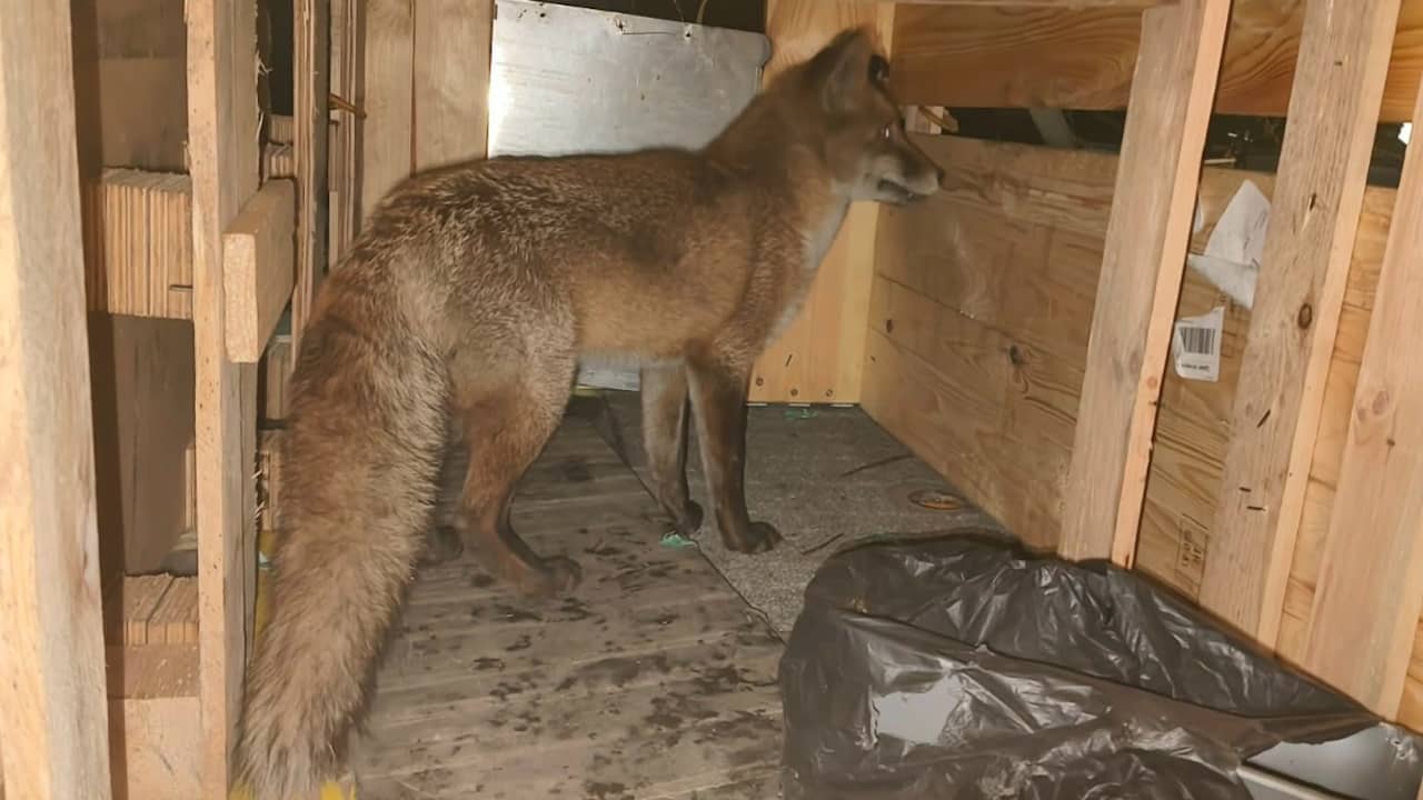 Vos reist als 'sluwe verstekeling' 5.500 kilometer van Southampton naar New York