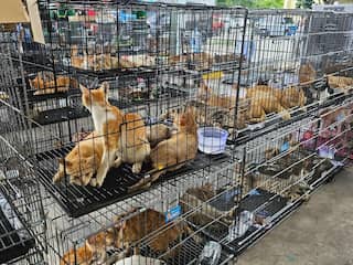 Vietnamese politie redt honderden gestolen katten van de slacht