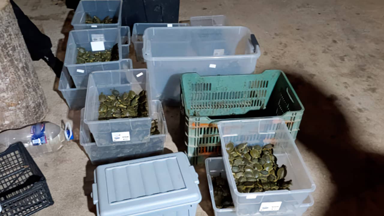 Hartverwarmende Redding: Duizenden Baby Schildpadden Gered uit Kartonnen Dozen in Mexico!