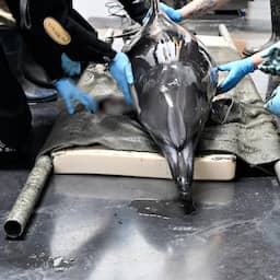 NU+ | Dolfijnen strandden in Friesland door fout: lang herstel of maag eruit