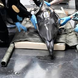 In Friesland aangespoelde dolfijn overleden in opvangcentrum