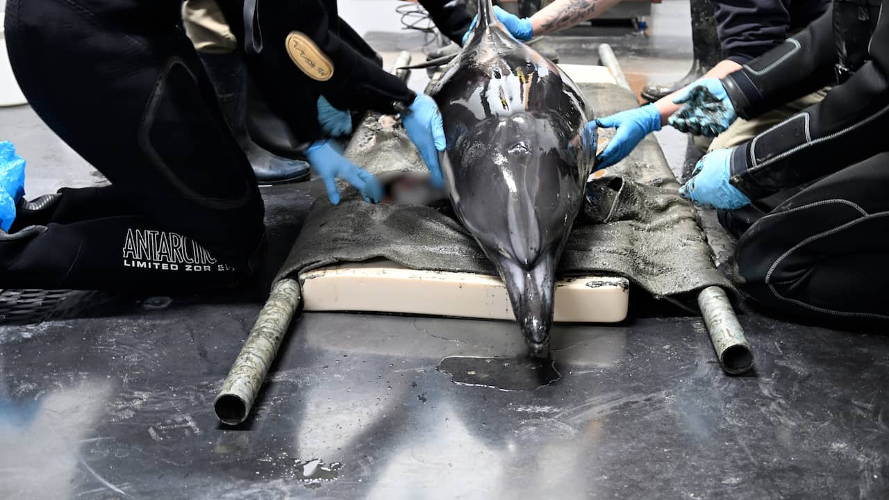 In Friesland aangespoelde dolfijn overleden in opvangcentrum