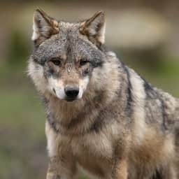 Gelderland mag wolf die meerdere keren vee aanviel niet doden