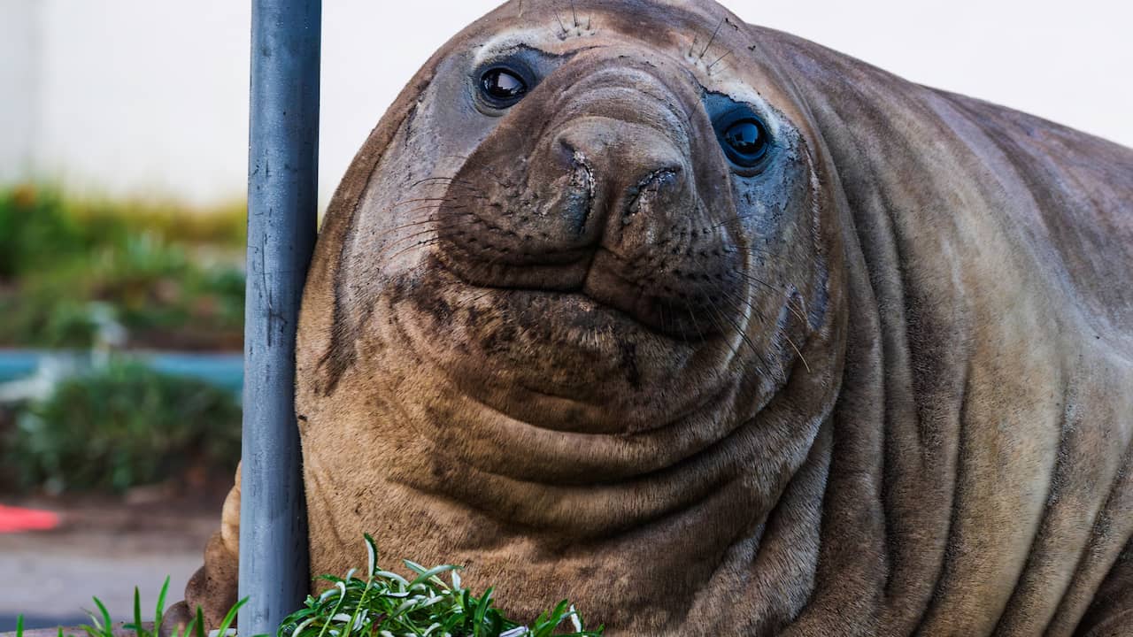 Tasmanië worstelt met grote zeeolifant die als hooligan door straten trekt