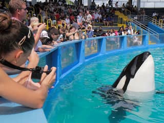 Er zitten meer risico's dan voordelen aan het bevrijden van een orka