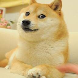 Wereldberoemde hond Kabosu uit talloze internetmemes overleden