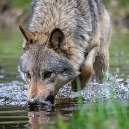 Als laatste provincie is ook in Zuid-Holland een wolf gezien