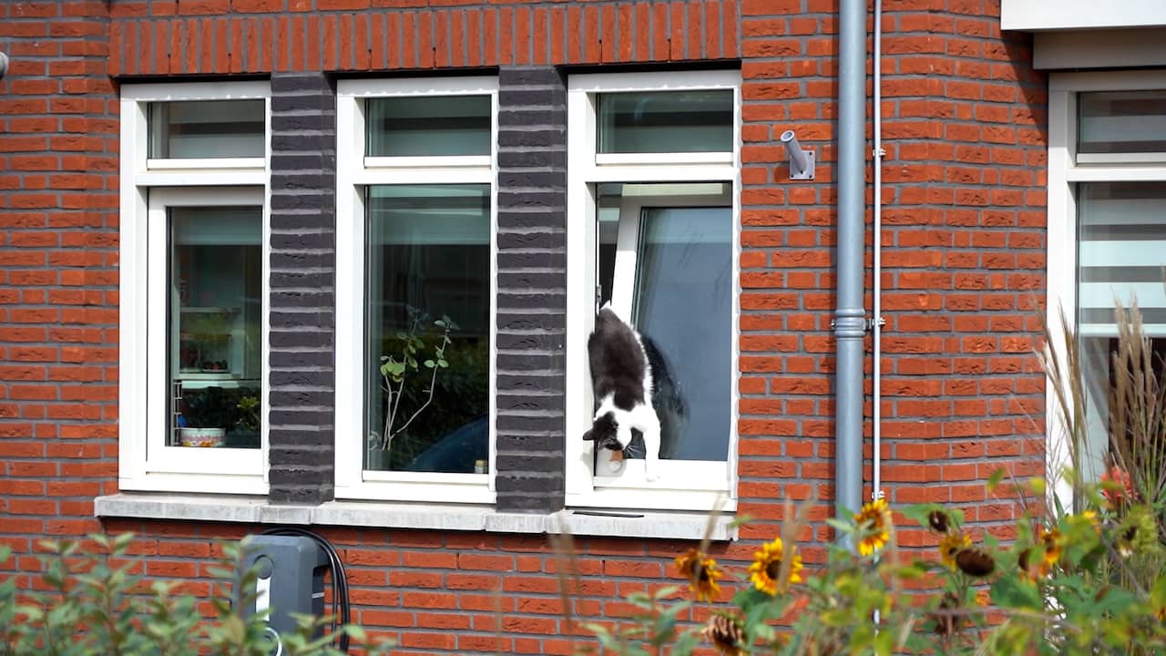 Brandweer bevrijdt kat die vastzit in kiepraam in Zoetermeer | NU.nl