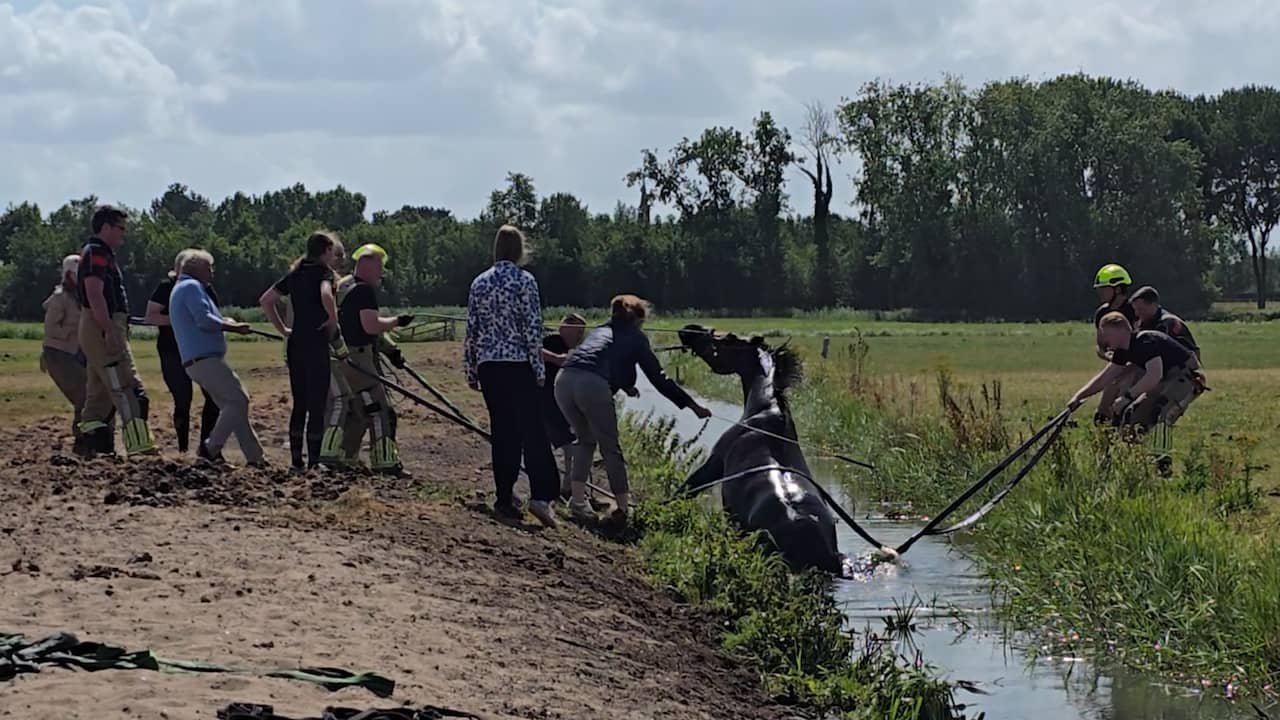Video | Brandweer sleurt paard met man en macht uit water in Rijnsburg
