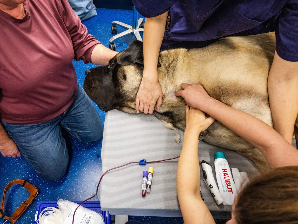 NVWA praat met dierenklinieken over inzet van onbevoegde diergeneeskundigen