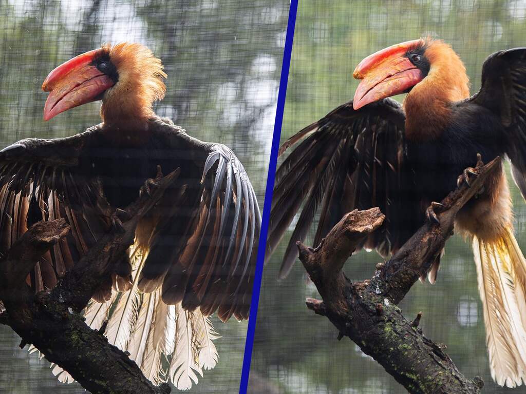 Ouwehands krijgt zes weken om te bewijzen dat neushoornvogels legaal zijn