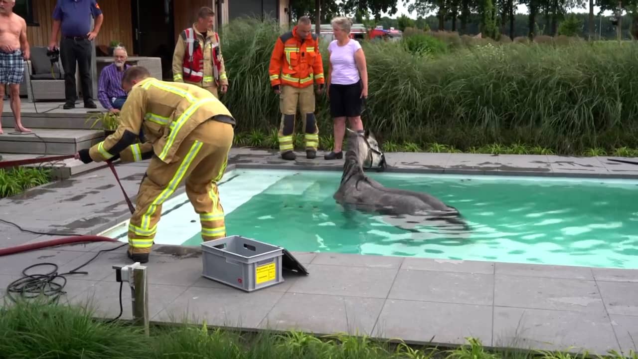 Video | Brandweer helpt paard uit zwembad in Hollandscheveld