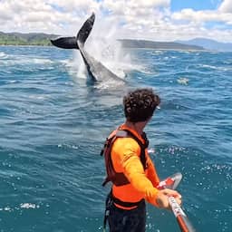 Video | Surfer filmt hoe walvisstaart enkele meters voor hem boven water komt