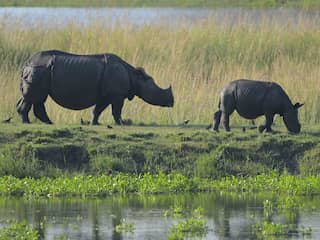 Voor het eerst in 45 jaar geen neushoorns gestroopt in Indiase deelstaat Assam