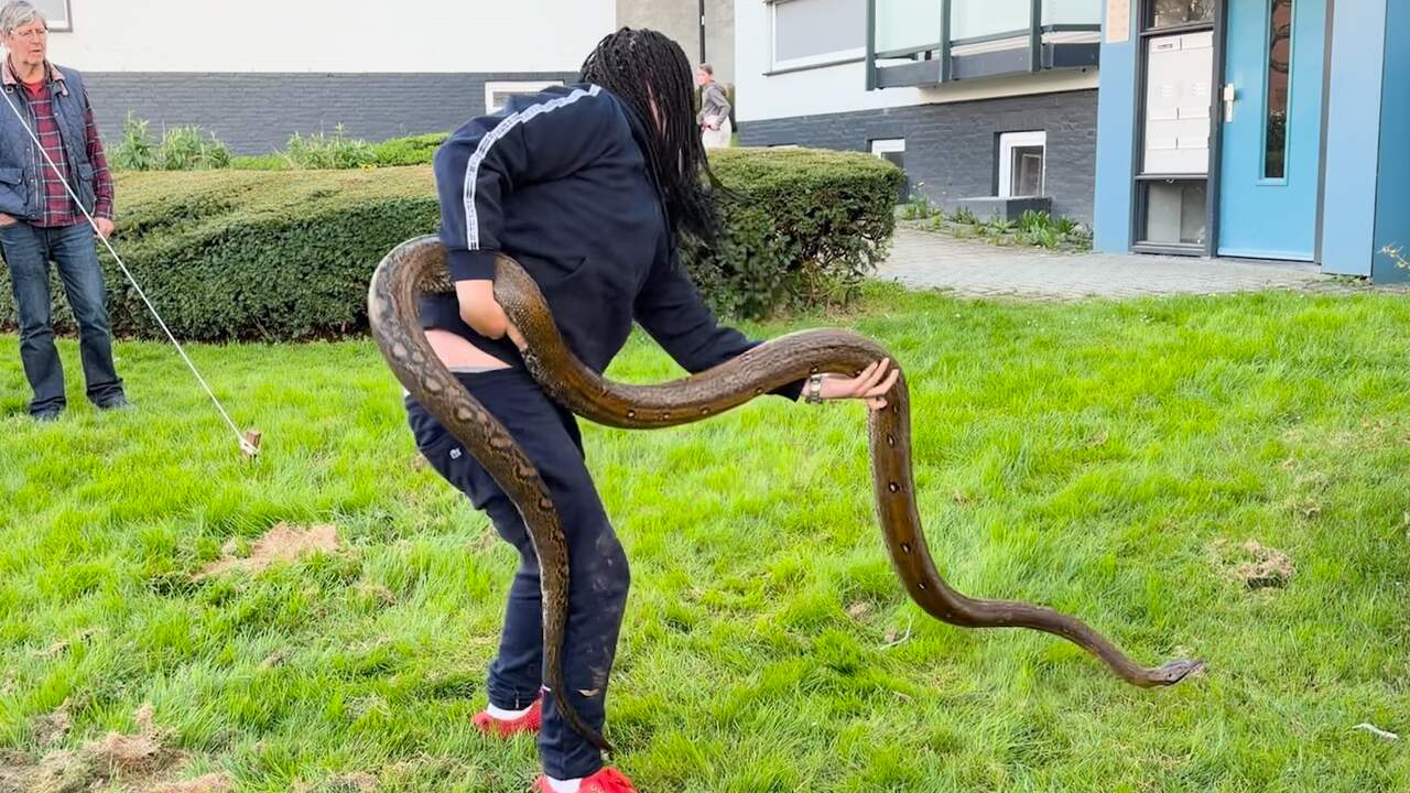 enorme tijgerpython in oosterbeek stelt experts voor... Limburger trekt zijn ontsnapte python uit de bosjes in Vaals | NU.nl