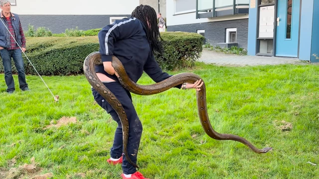 Video | Limburger trekt zijn ontsnapte python uit de bosjes in Vaals