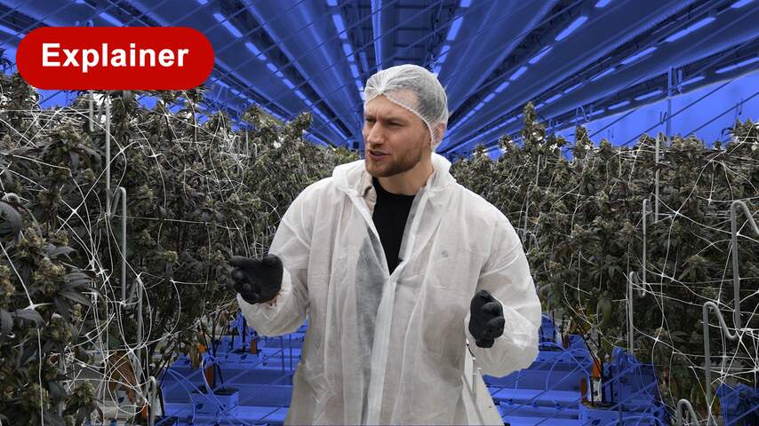 Einde illegale wiet: 'Overheid kan elk moment binnenvallen'