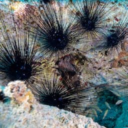 Onbekende ziekte veroorzaakt 'zee-pandemie' die zee-egelsoorten uitroeit