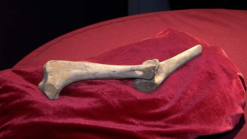 Dit zijn de leeuwenbotten die zijn opgegraven op het Buitenhof