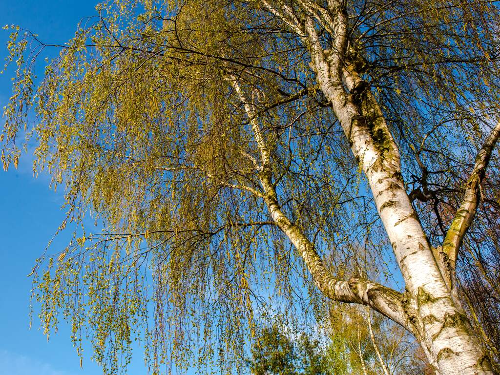 Eerste berken al in bloei door warme februari en maart, met pollen tot gevolg