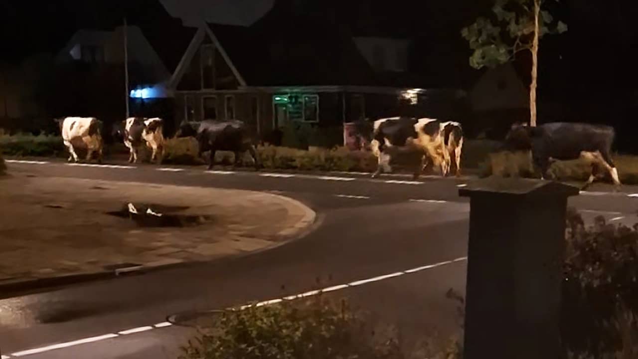 Beeld uit video: Omstander filmt hoe 60 koeien op weg lopen in Heerhugowaard