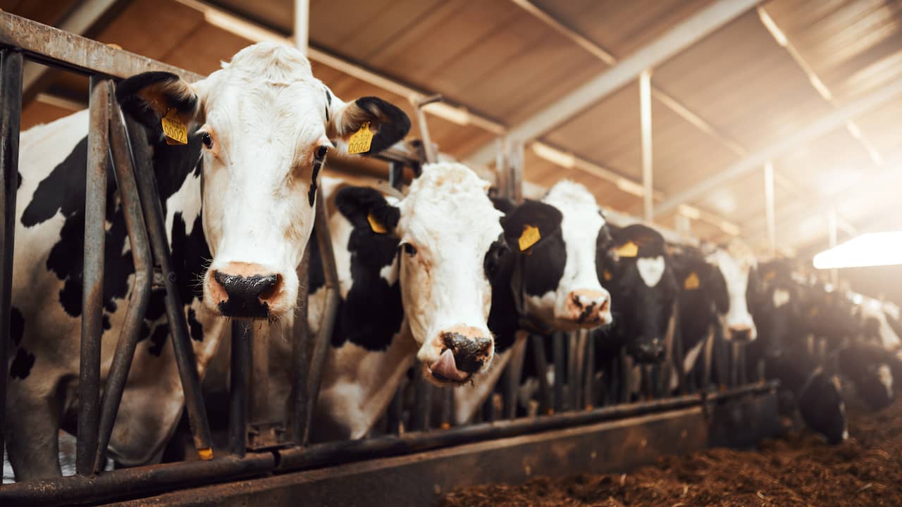 Stikstofuitstoot van vee daalde vorig jaar door minder dieren en beter voer