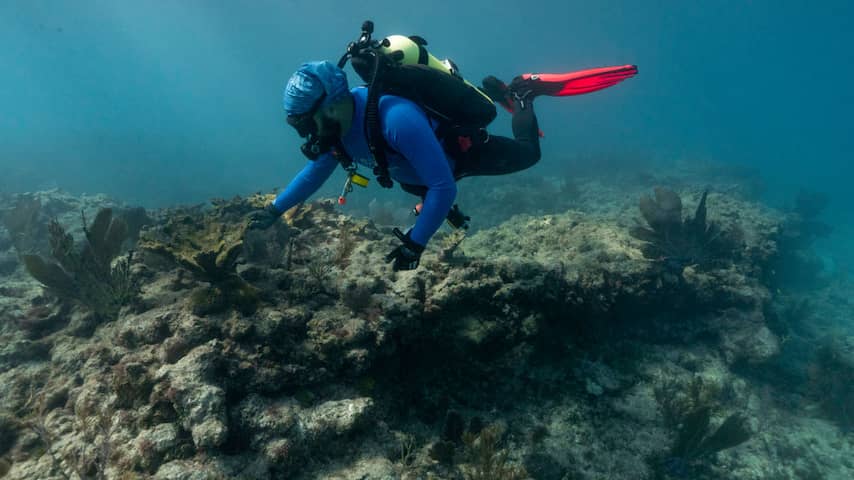 Zonder klimaatmaatregelen dreigen bijna alle koraalriffen te verdwijnen